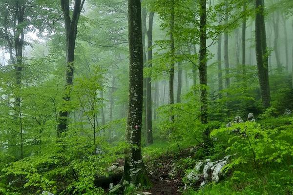Učka-Pass (Prijevoj Poklon, Učka) – Bild 1 vergrößern