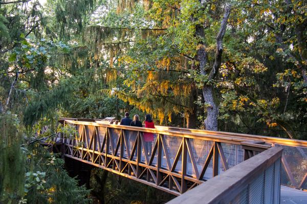 Baumwipfelpfad Anykščiai (Anykščių šilelio medžių lajų takas) – Bild 1 vergrößern