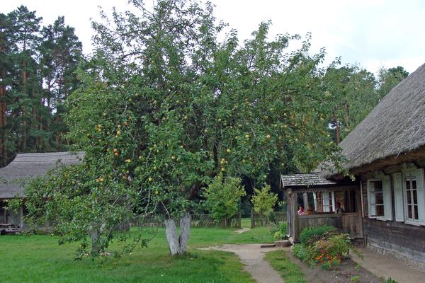Litauisches Freilichtmuseum Rumšiškės (Lietuvos liaudies buities muziejus, A1) – Bild 2 vergrößern