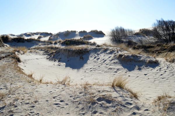 Wanderdüne Råbjerg Mile (Råbjerg Mile) – Bild 3 vergrößern