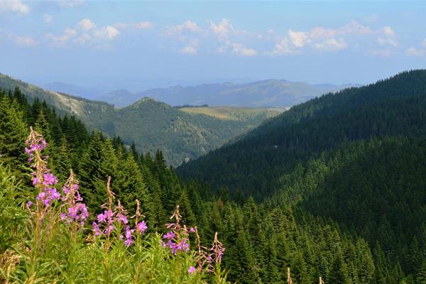 Kopaonik (Копаоник / Kopaonik) – Bild 1 vergrößern