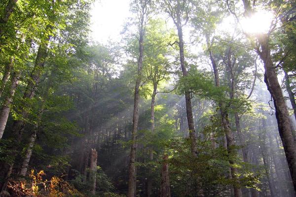 Nationalpark Biogradska Gora mit Biogradsko jezero (Nacionalni park Biogradska gora) – Bild 3 vergrößern