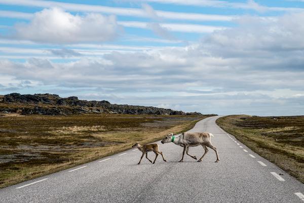 Nationale Touristenstraße Varanger (Nasjonal turistveg Varanger, E75) – Bild 3 vergrößern