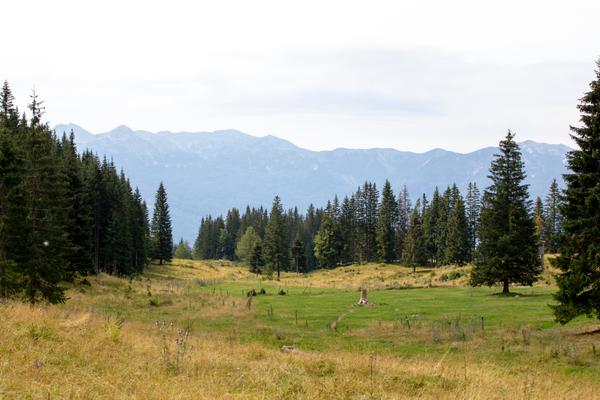 Pokljuka (Pokljuka, Krnica–Jereka) – Bild 3 vergrößern