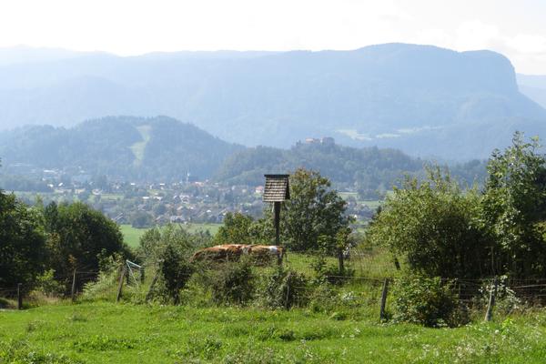 Burg von Bled (Blejski grad) – Bild 2 vergrößern