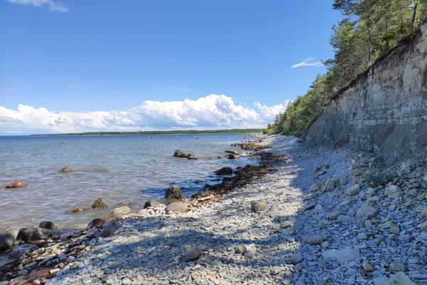 Panga-Klint (Panga pank) – Bild 3 vergrößern