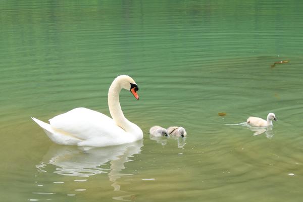 Bosnaquelle (Vrelo Bosne) – Bild 2 vergrößern