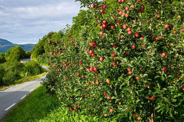 Nationale Touristenstraße Hardanger (Nasjonal turistveg Hardanger, Fv 7 / Fv 49 / Fv 550 / Rv 13) – Bild 2 vergrößern