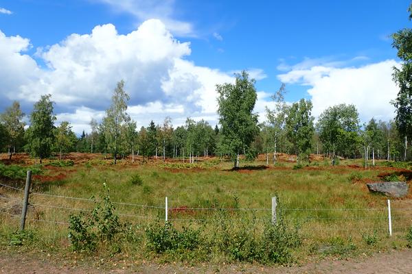 Kinnekulle mit Aussichtsturm (Kinnekulle, Högkullen) – Bild 3 vergrößern