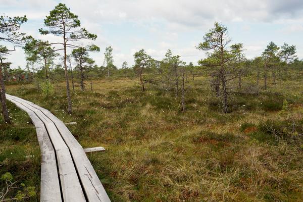 Großes Ķemeri-Moor mit Bohlenweg (Lielais Ķemeru tīrelis, Ķemeru purva laipa) – Bild 1 vergrößern