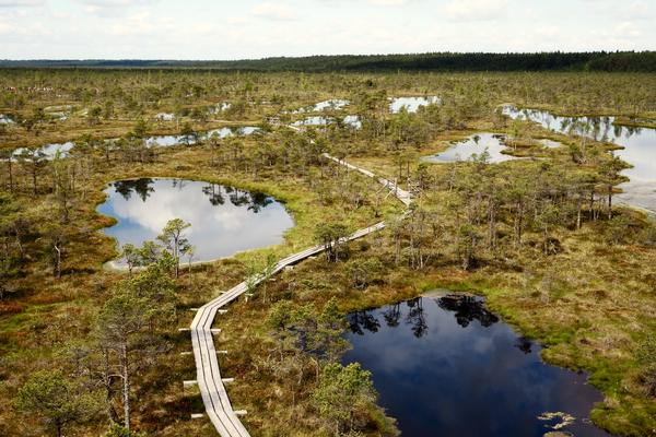 Großes Ķemeri-Moor mit Bohlenweg (Lielais Ķemeru tīrelis, Ķemeru purva laipa) – Bild 2 vergrößern