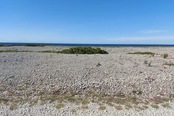 Raukfeld Langhammars auf Fårö (Langhammars raukfält, Fårö) – Bild 2 vergrößern