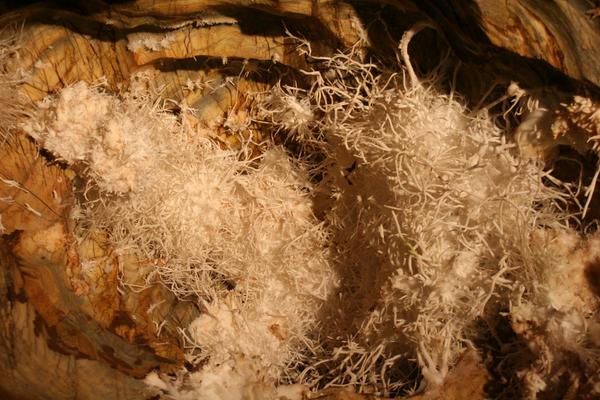 Ochtinská-Aragonithöhle (Ochtinská aragonitová jaskyňa) – Bild 1 vergrößern