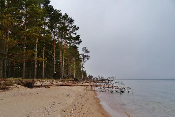 Kap Kolka (Kolkasrags) – Bild 1 vergrößern